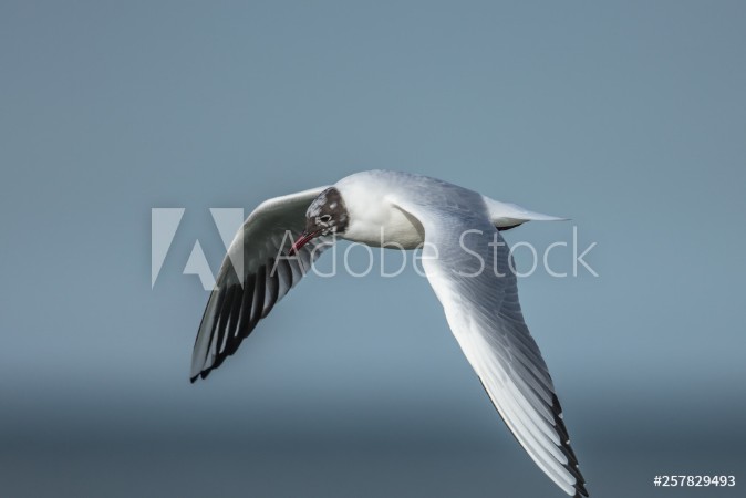 Picture of Mwe i flug